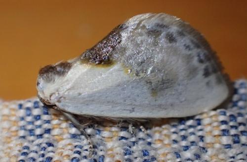 Cilix glaucata